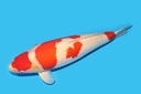342002.JPG