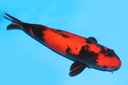 342041.JPG