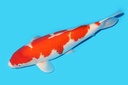 342055.JPG