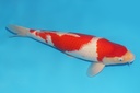 345047 50cm 带星阪井红白三才公鱼A9c2000 简单爱3 IMG_6198.JPG
