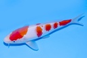 345074 22cm野上产红白当才公母不明E3C260BIMG_9021.JPG