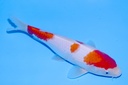 345074 22cm野上产红白当才公母不明E3C260AIMG_9017.JPG