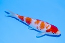 345076 21cm野上产红白当才公母不明E3C260 BIMG_9012.JPG