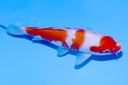 345077 20cm野上产红白当才公母不明E3C260  B.JPG