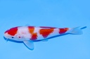 345077 20cm野上产红白当才公母不明E3C260  A.JPG