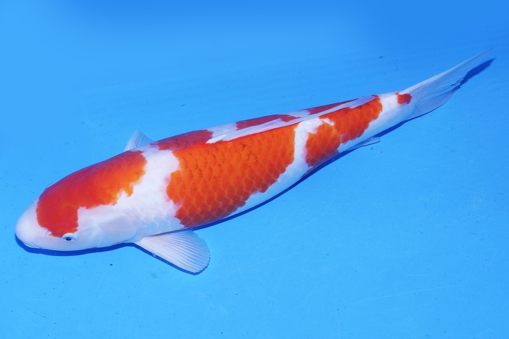 345028 桃太郎产 衣 三才 64cm 雌性.JPG-2.JPG