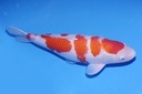 345030 桃太郎产 红白 三才 62cm 雌性-2.JPG