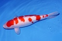 345030 桃太郎产 红白 三才 62cm 雌性-1.JPG