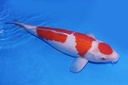 345001 桃太郎产 红白 四才 70cm 雌性.JPG-1.JPG