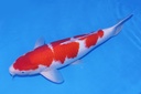 345031 桃太郎产 三才 63cm 雌性-2.JPG