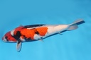 346047 68cm大日昭和三才母鱼G5  c2700 轻歪头 种鱼推介 IMG_0845-1.JPG