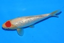 346077 23cm 尾形产 当才 公母不详 C500 S4下IMG_1953-2.JPG