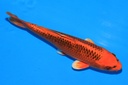 346085 28cm 尾形产 当才 雄性 C300 S4下-1.JPG