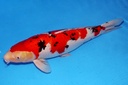 72cm 桃太郎产 四才 雌性 美国之梦-b.JPG