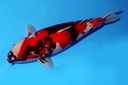 59cm 大日产 四才 雌性 花园池-b.JPG