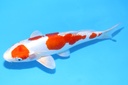26cm 尾形产 当才 公母不明 C844 S8上-b.JPG
