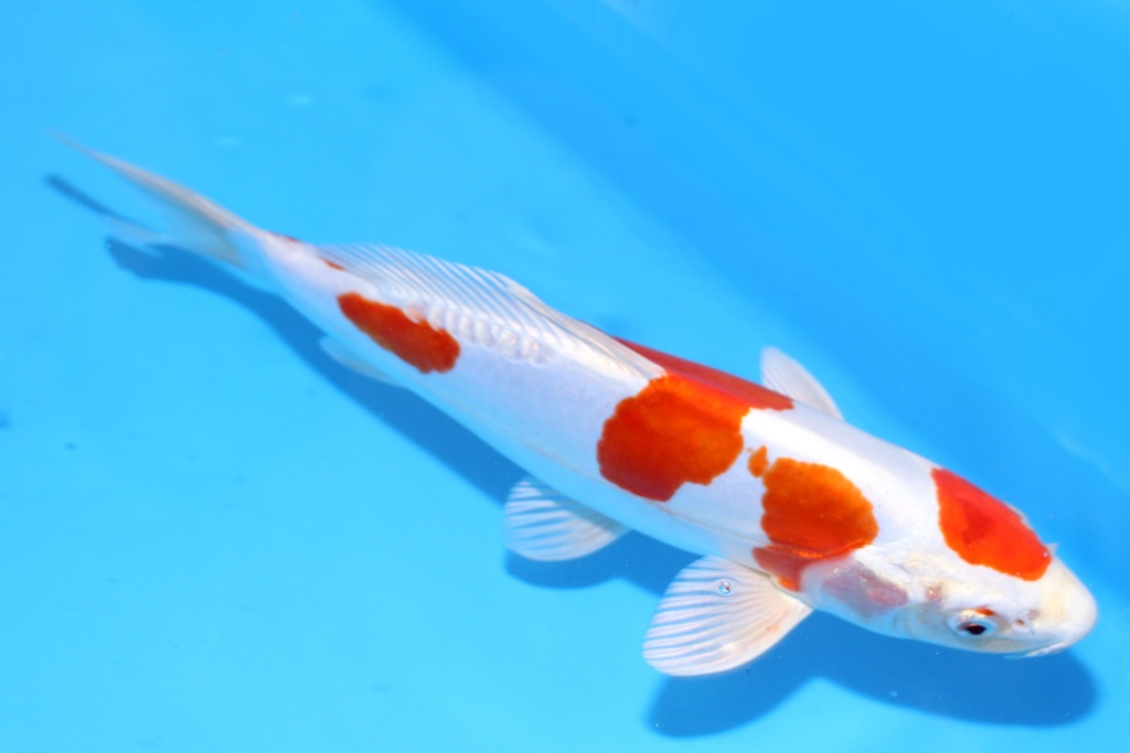 26cm 尾形产 当才 公母不明 C844 S8上-a.JPG