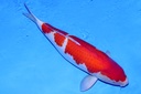 78cm 桃太郎产 四才 雌性F1-a.JPG