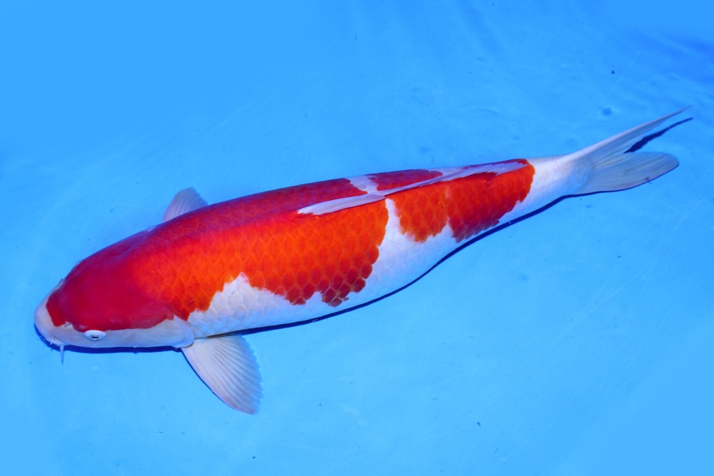 78cm 桃太郎产 四才 雌性 F1-b.JPG