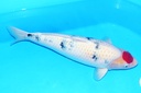 65cm 山口产 四才 雌性F1-A.JPG
