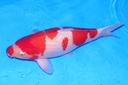 61cm 松江产 四才 雌性抚子 F1-B.JPG
