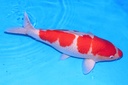 61cm 松江产 四才 雌性抚子 F1-A.JPG