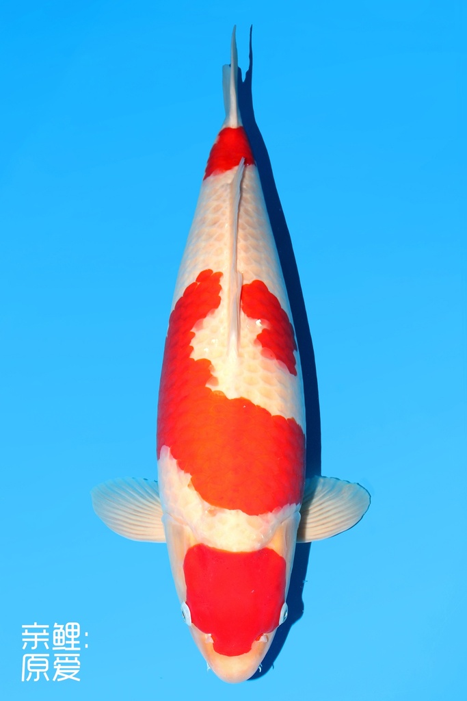 阪井产 红白 三才 69cm 雌性 342002