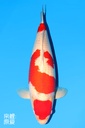 阪井产 红白 三才 69cm 雌性 342002