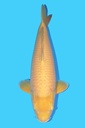 小西产 介子鲤 三才 72cm 雌性 342012