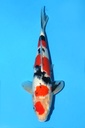 阪井产 大正 大当才 34cm 雌性 342037