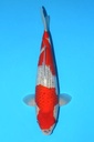 川上产 五色 大当才 39cm 雌性 342034