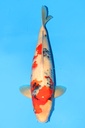 大日产 昭和 二才 61cm 雌性 342045