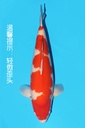 桃太郎产 红白 三才 63cm 雌性 342019