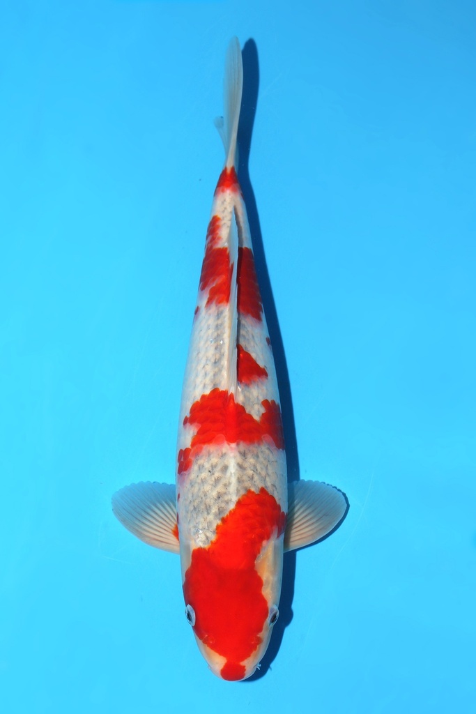 川上产 五色 大当才 39cm 雄性 342067