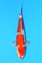 川上产 银鳞五色 大当才 34cm 雄性 342070