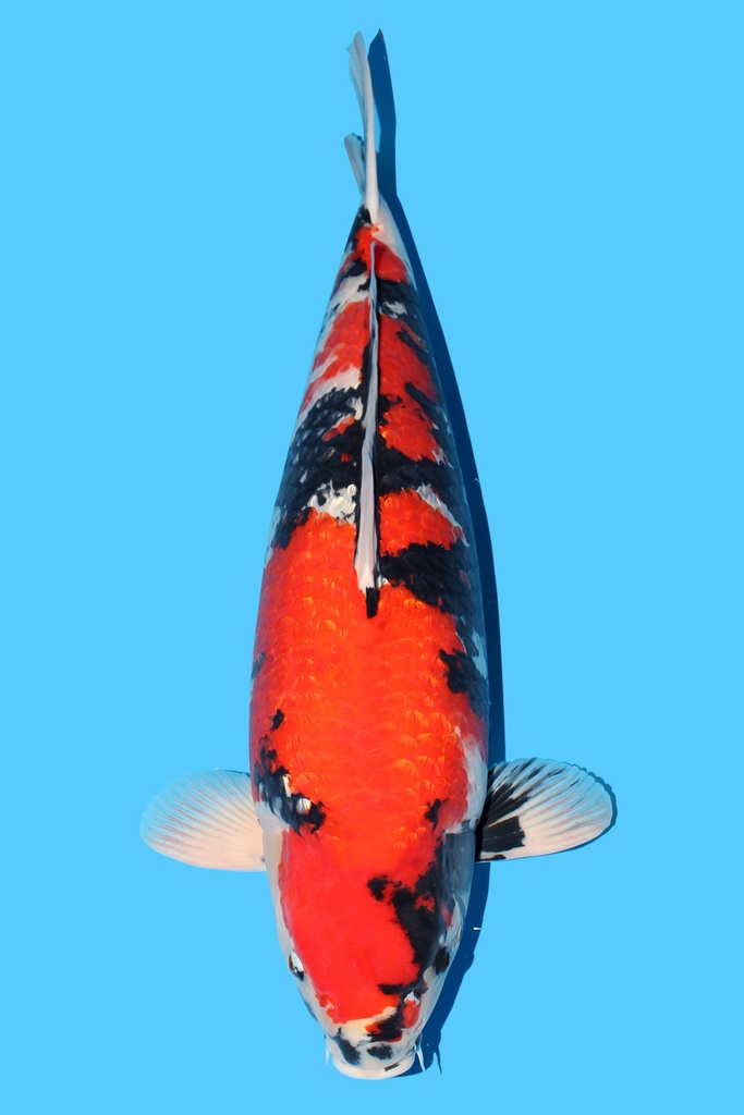 尾形产 银鳞昭和 四才 77cm 雌性 343002