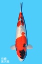 阪井 银鳞昭和 明四才 71cm 雌性 343012