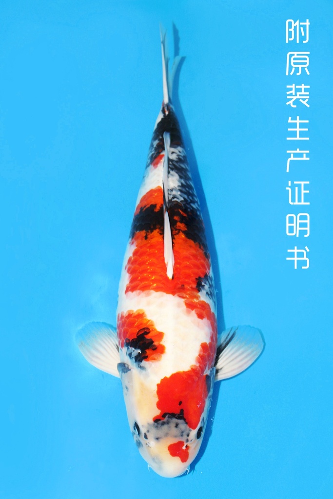 关口产 昭和 二才 60cm 雌性 343027