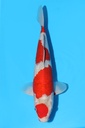 川上产 五色 大当才 34cm 雄性 343048