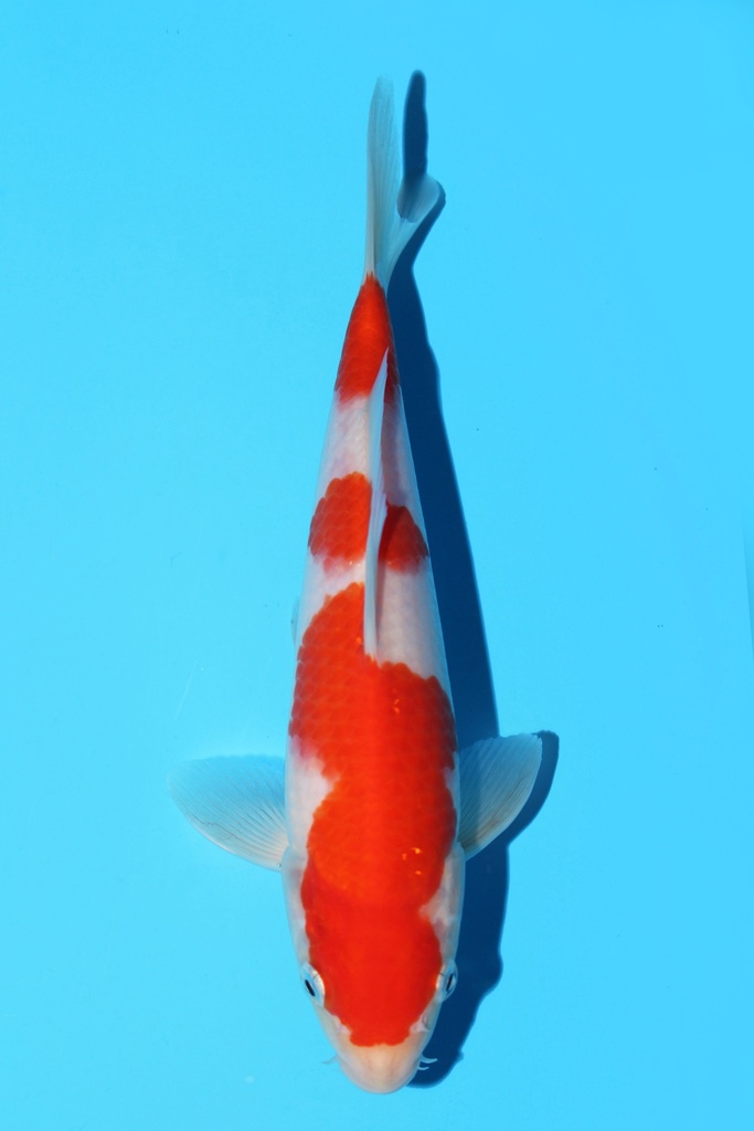 谷口产 红白 当才 22cm 公母不明 343076