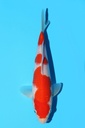 谷口产 红白 当才 22cm 公母不明 343076