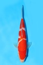 阪井产 红白 当才 22cm 公母不明 343077