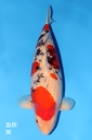 新阪井产 大正 三才 66cm 雌性 344005