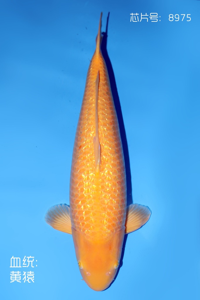 大日产 黄猿银鳞介子 三才  68cm 雌性 344011