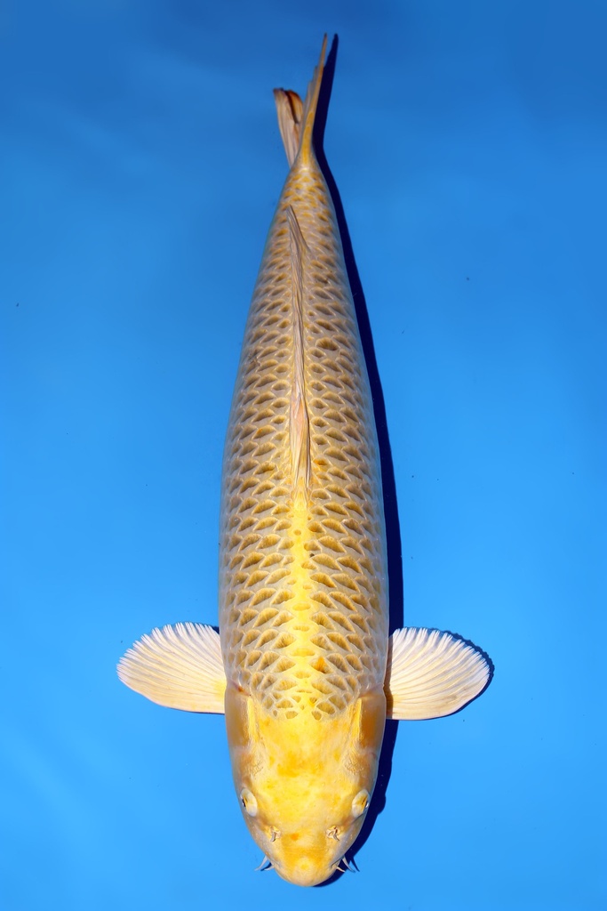 大日产 黄金松叶 三才  74cm 雌性 344015