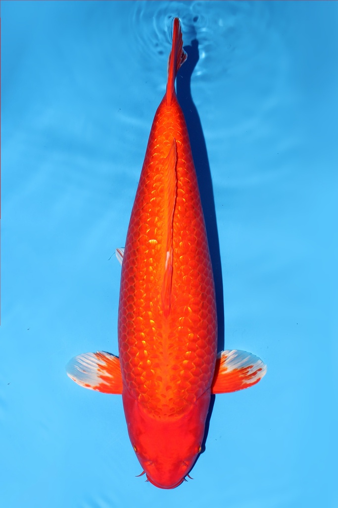 桃太郎产 橘黄金 三才  64cm 雌性 344018