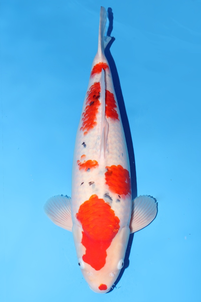 阪井产 大正 三才  59cm 雌性 344024