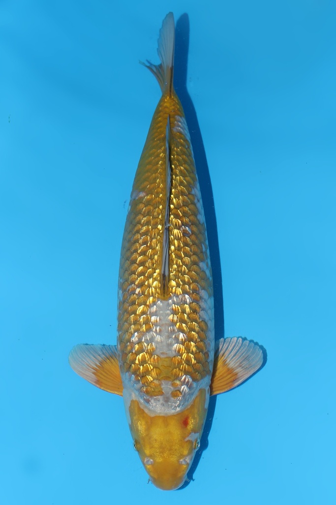 桃太郎产 银鳞落叶 二才 51cm 雄性 344041
