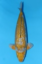 桃太郎产 银鳞落叶 二才 51cm 雄性 344041