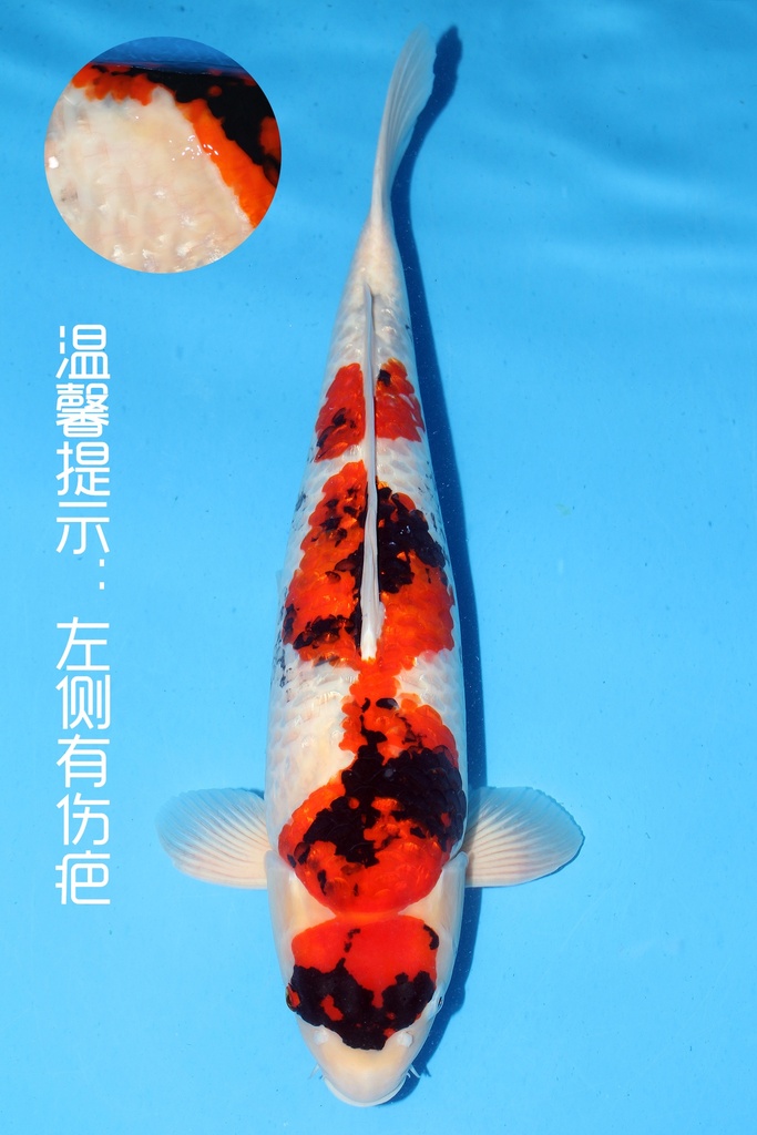 桃太郎产 银鳞昭和 三才 63cm 雌性 344030